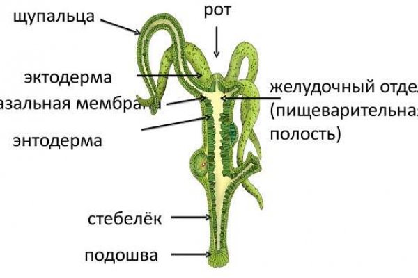 Kraken13 at сайт