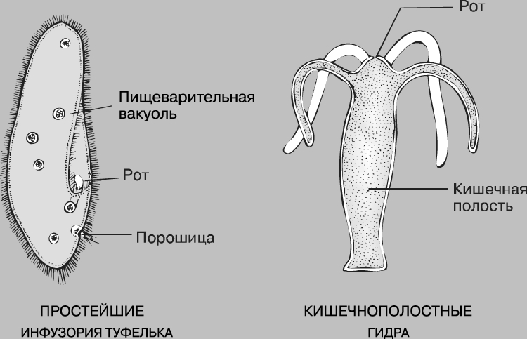 Kraken маркетплейс зеркала